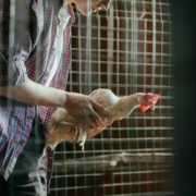 backyard chickens