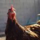Donate backyard chicken eggs