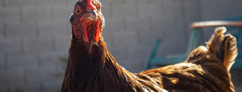 Donate backyard chicken eggs